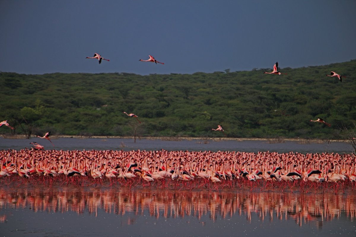 Lake Bogoria