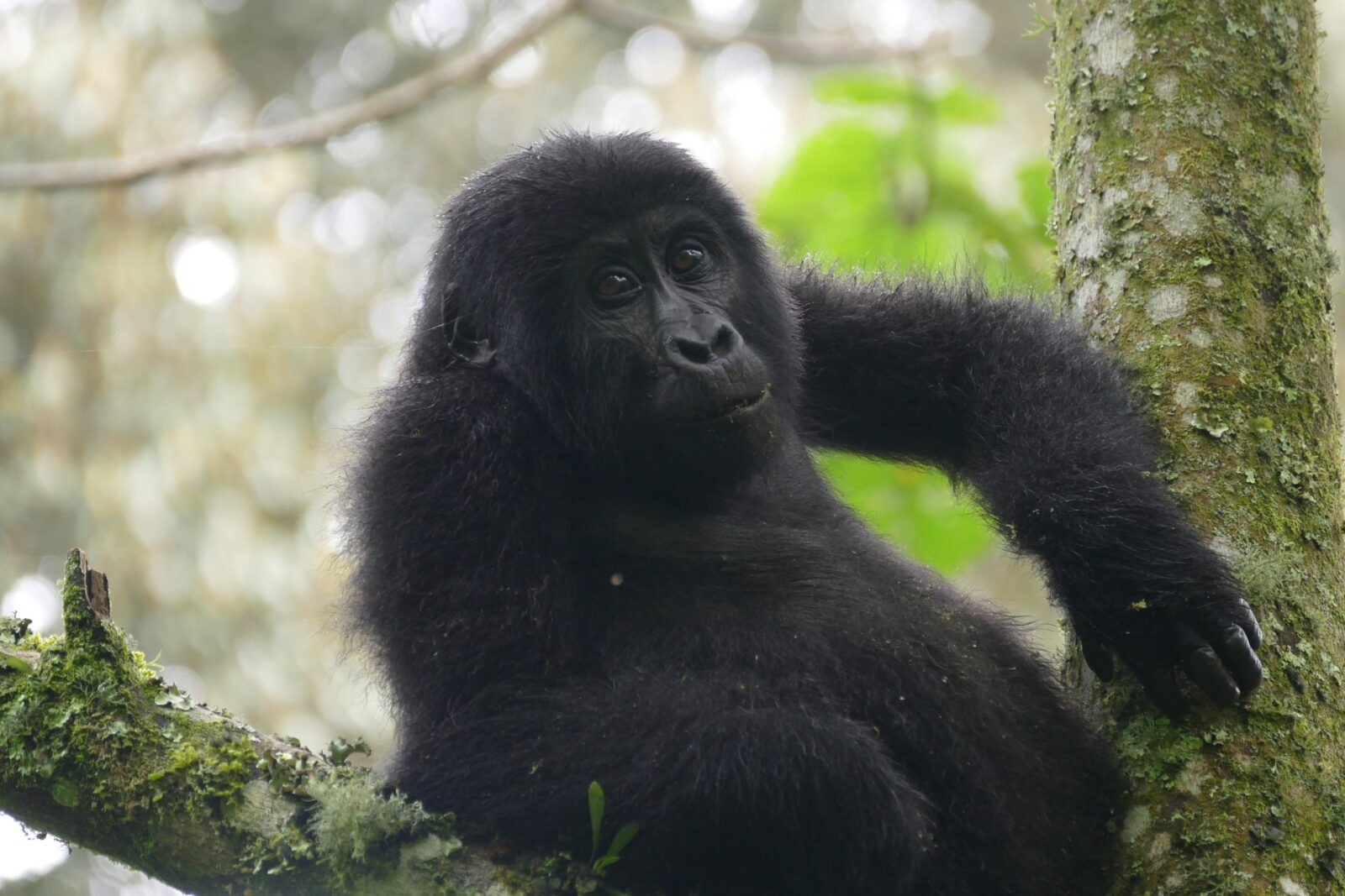 Uganda vs Rwanda vs Congo