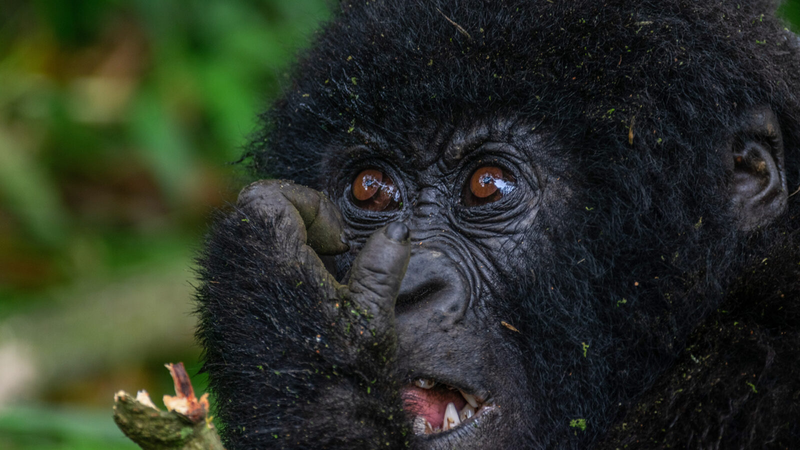 Mountain Gorilla Facts