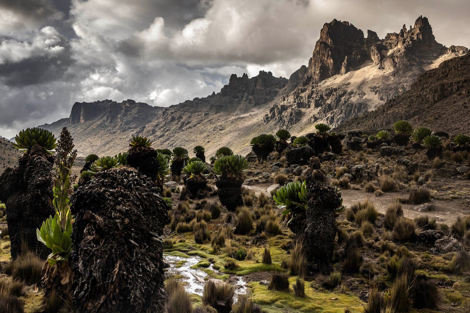Mount Kenya National Park