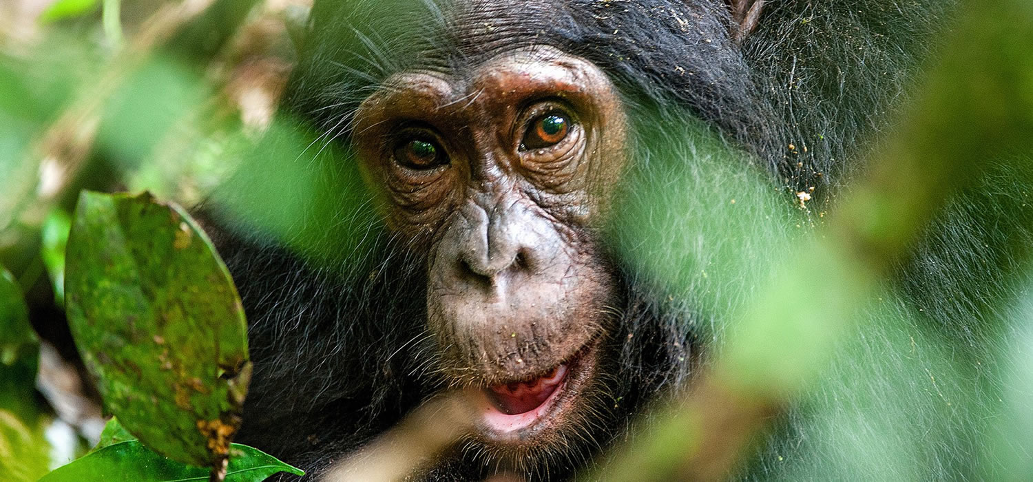 Ngamba Chimpanzee Island