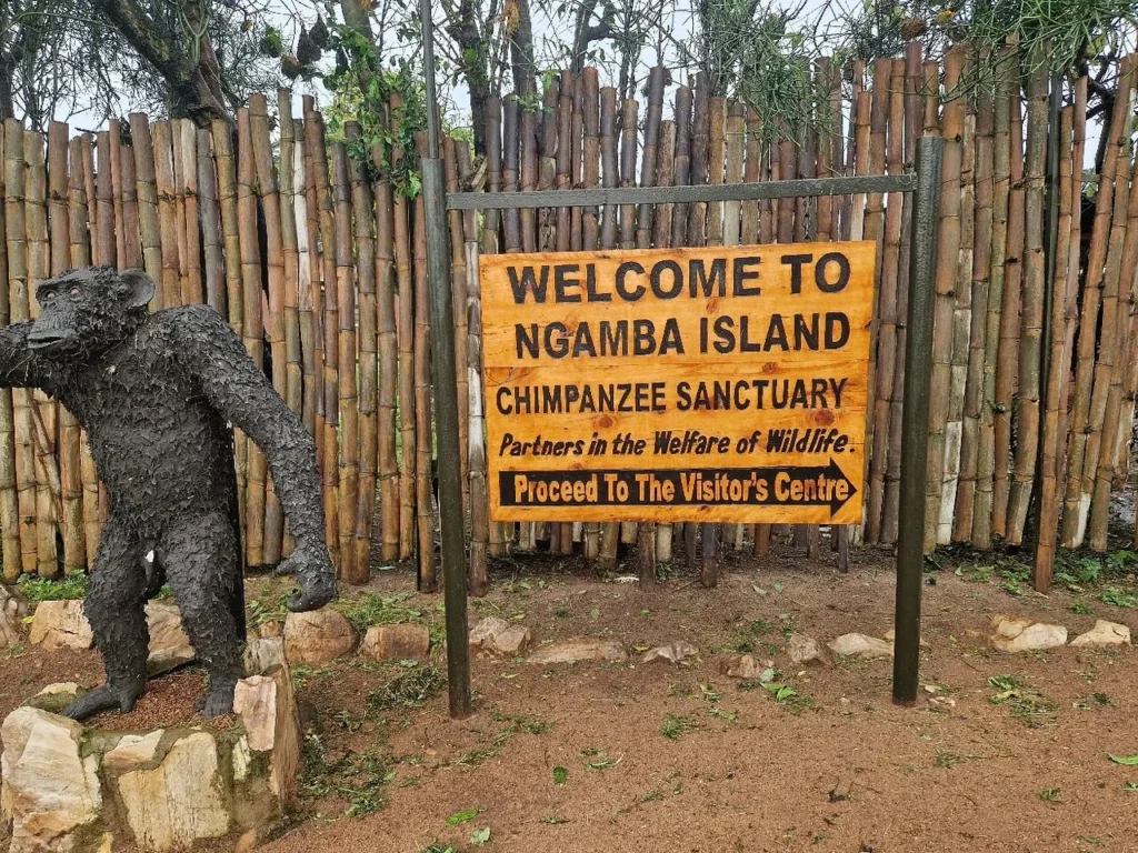 Ngamba Chimpanzee Island