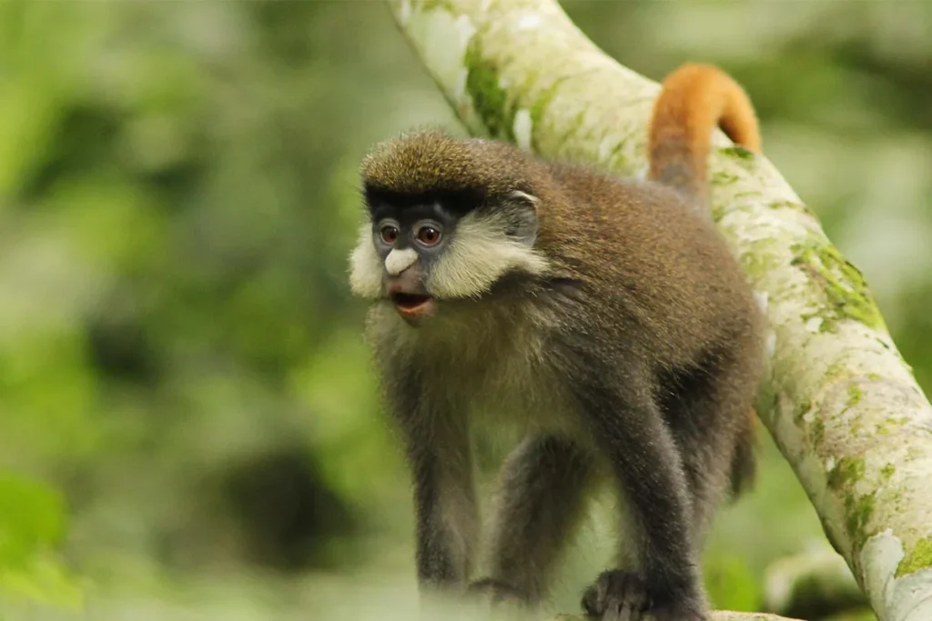 Olive Baboons vs Red-Tailed Monkeys