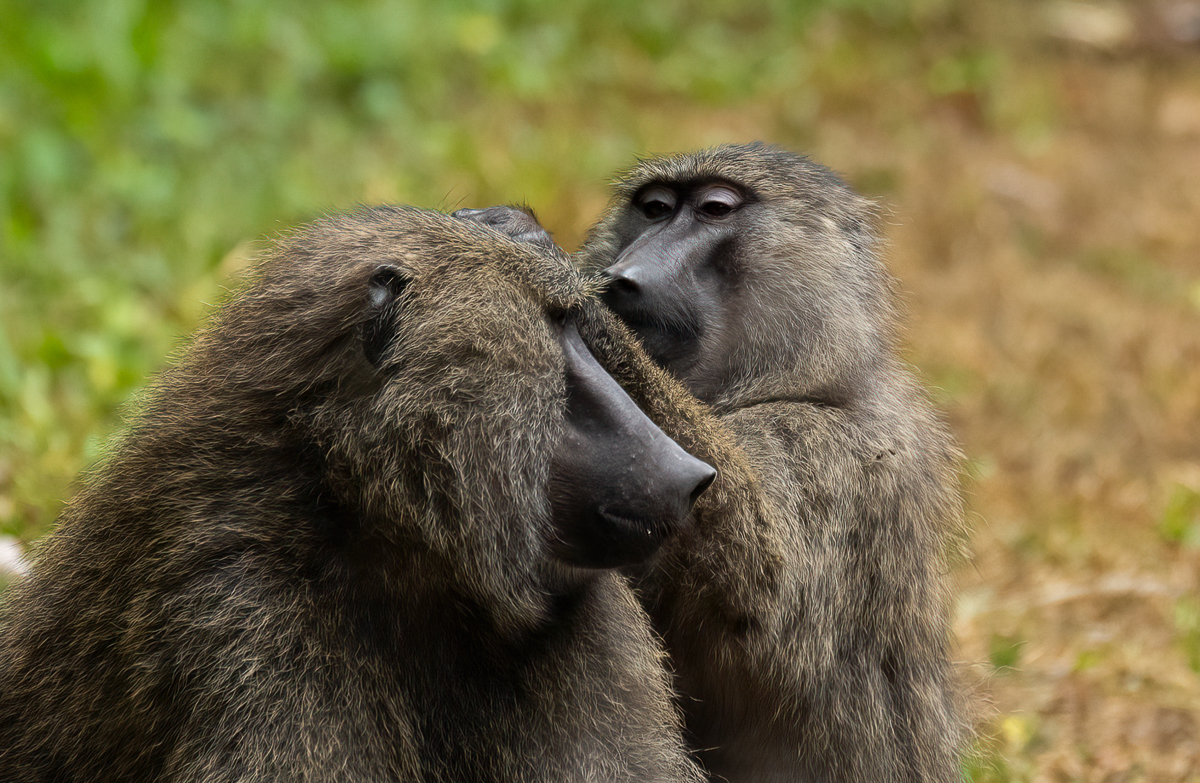 Olive Baboons vs Red-Tailed Monkeys