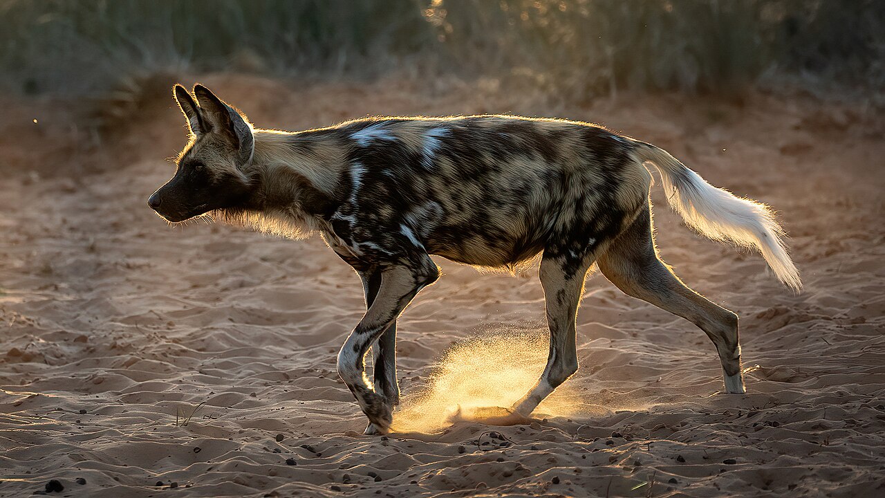 Painted Wild Dog