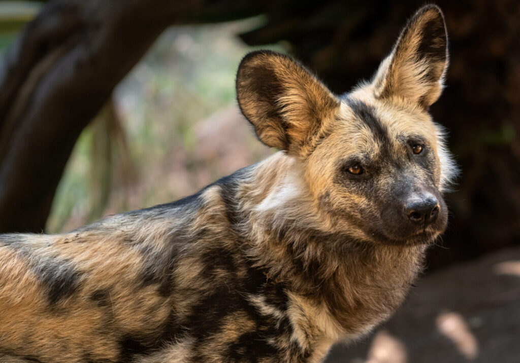 Painted Wild Dog