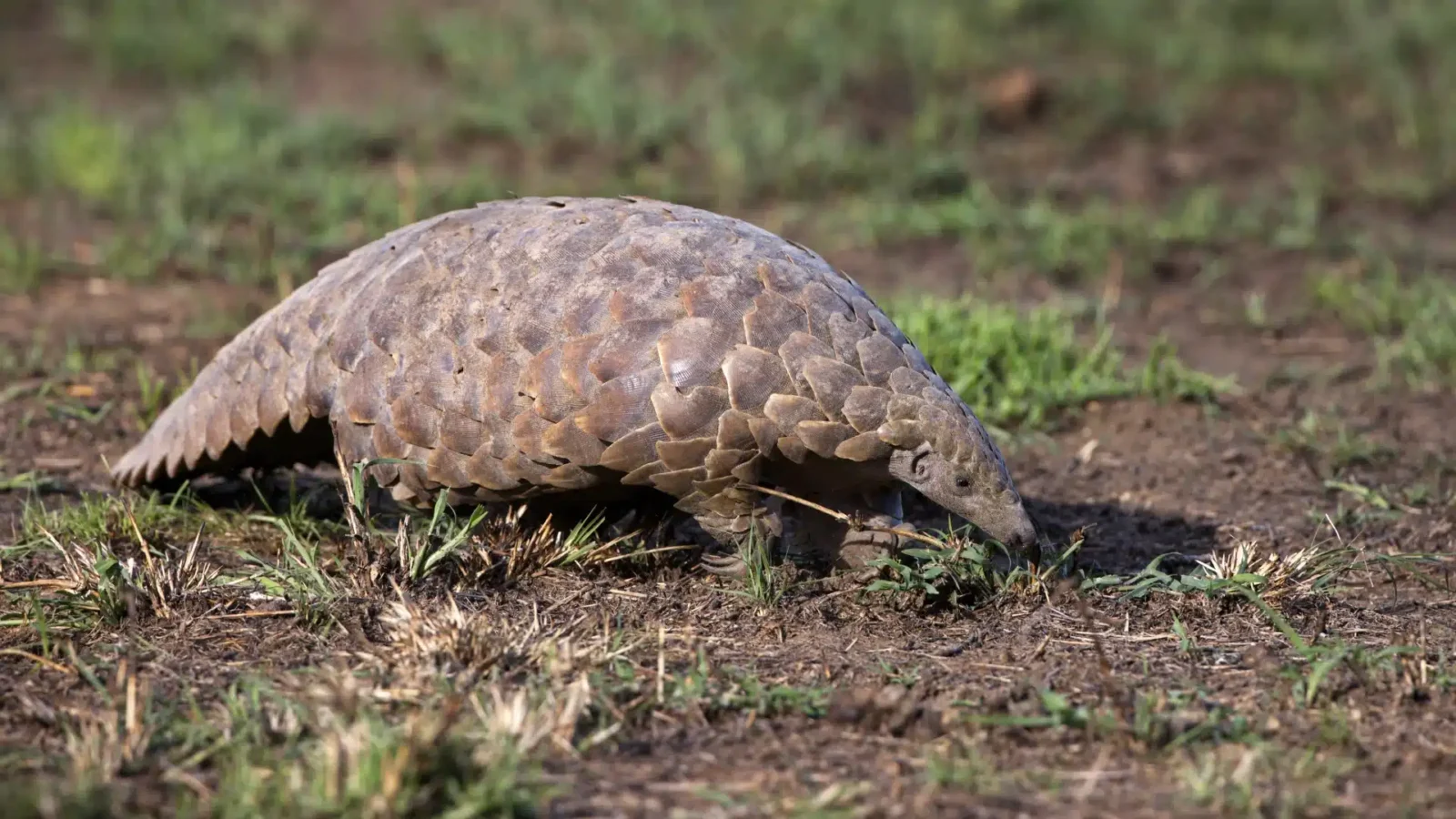 Pangolin in Uganda