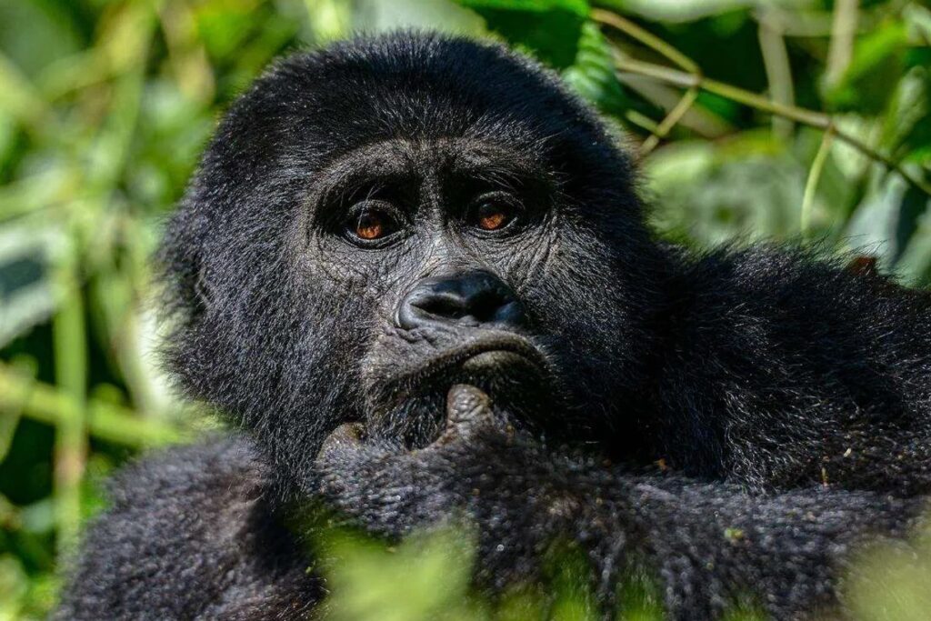 Primate Capital of the World