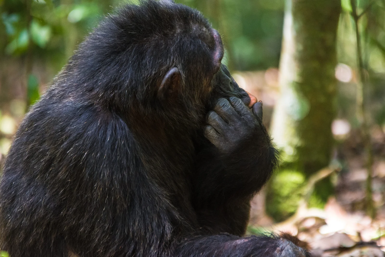 Primate Capital of the World