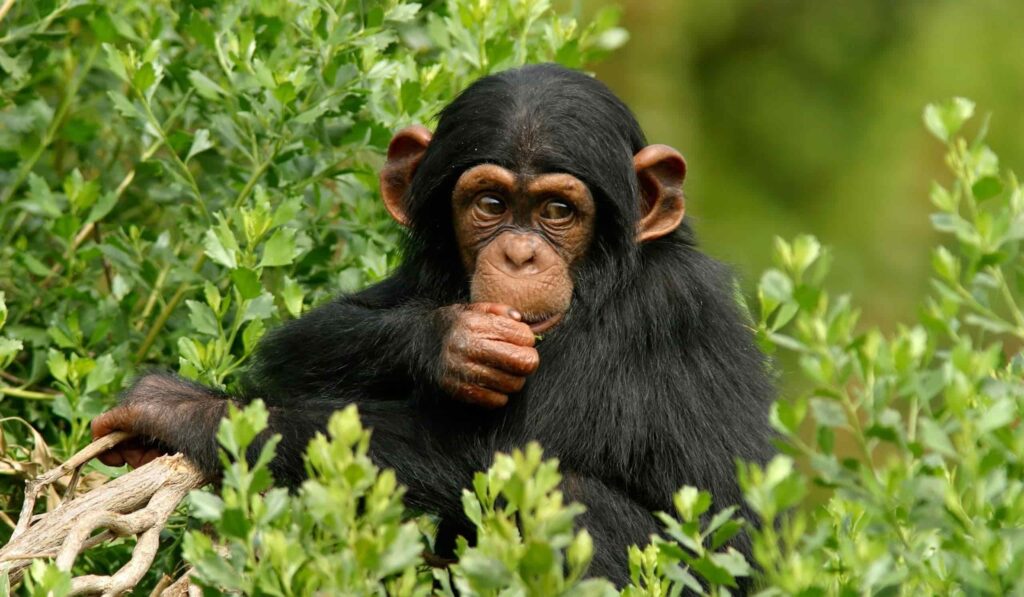 Chimpanzees are more than just another species on a safari checklist.