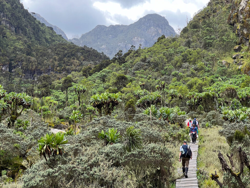 Rwenzori Mountains in Detail