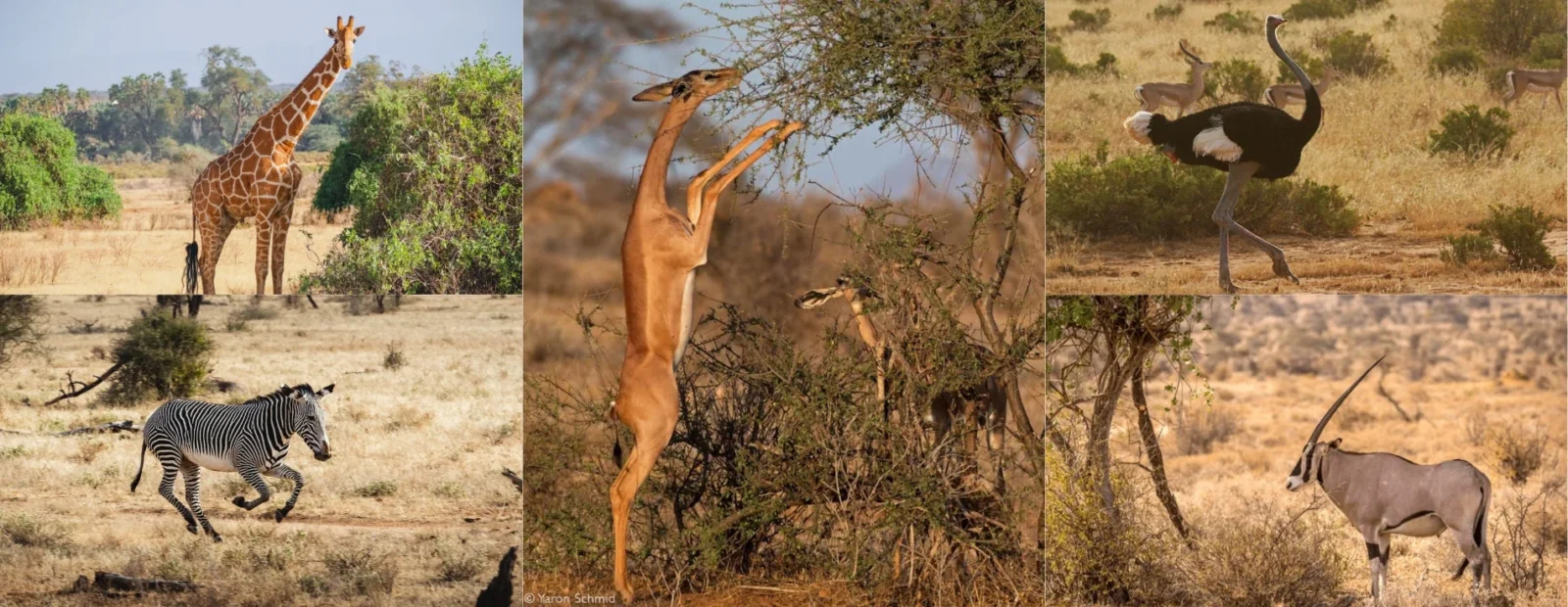 Samburu Special Five