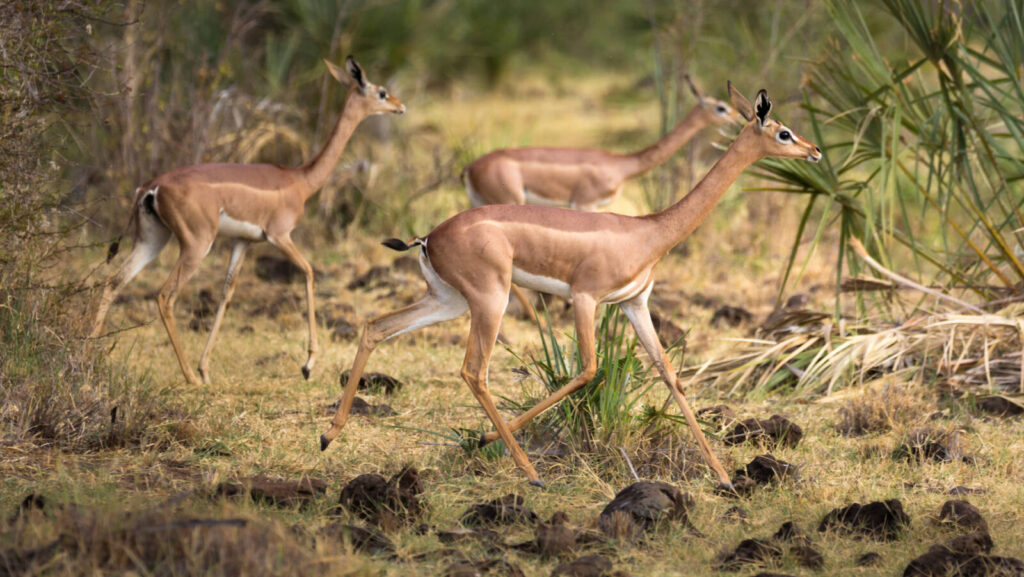 Samburu Special Five
