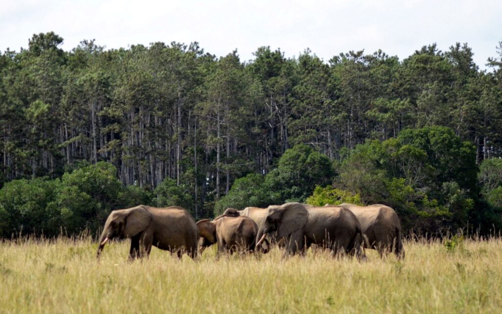 Shimba Hills National Reserve