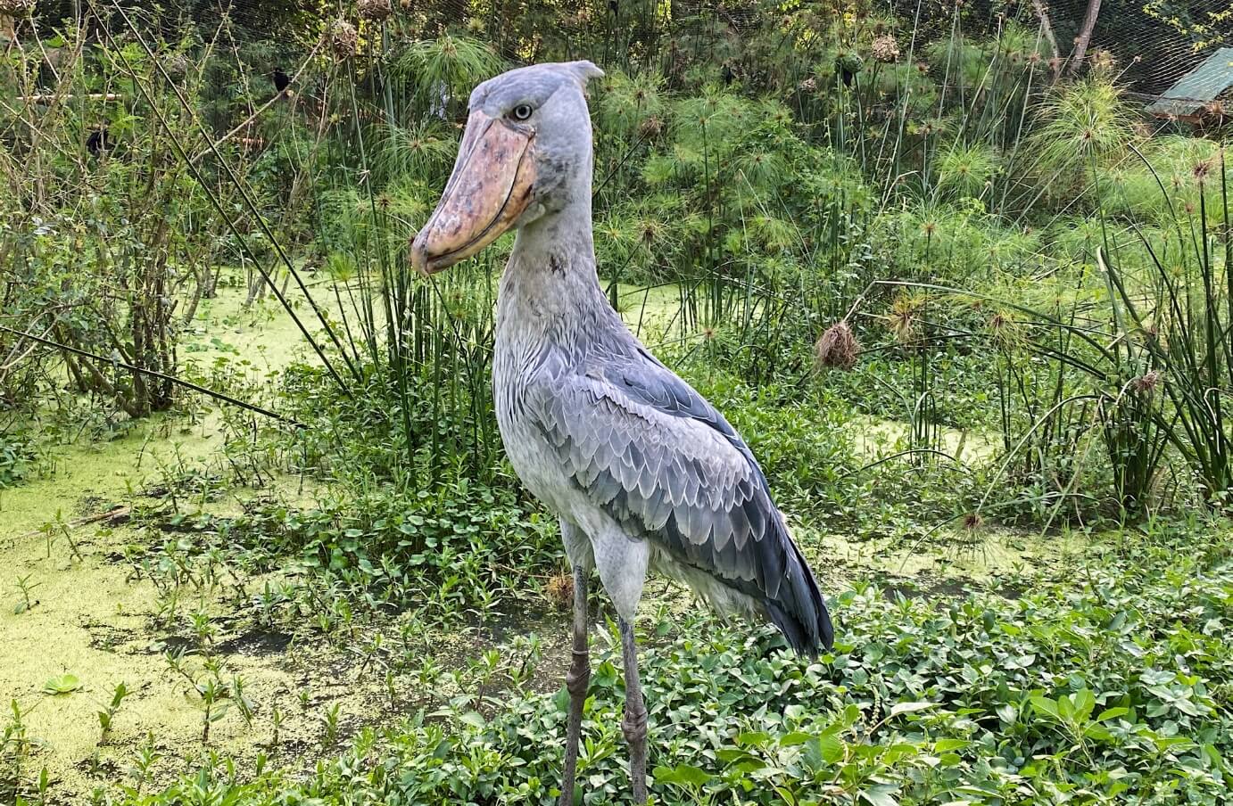 Shoebill Stork