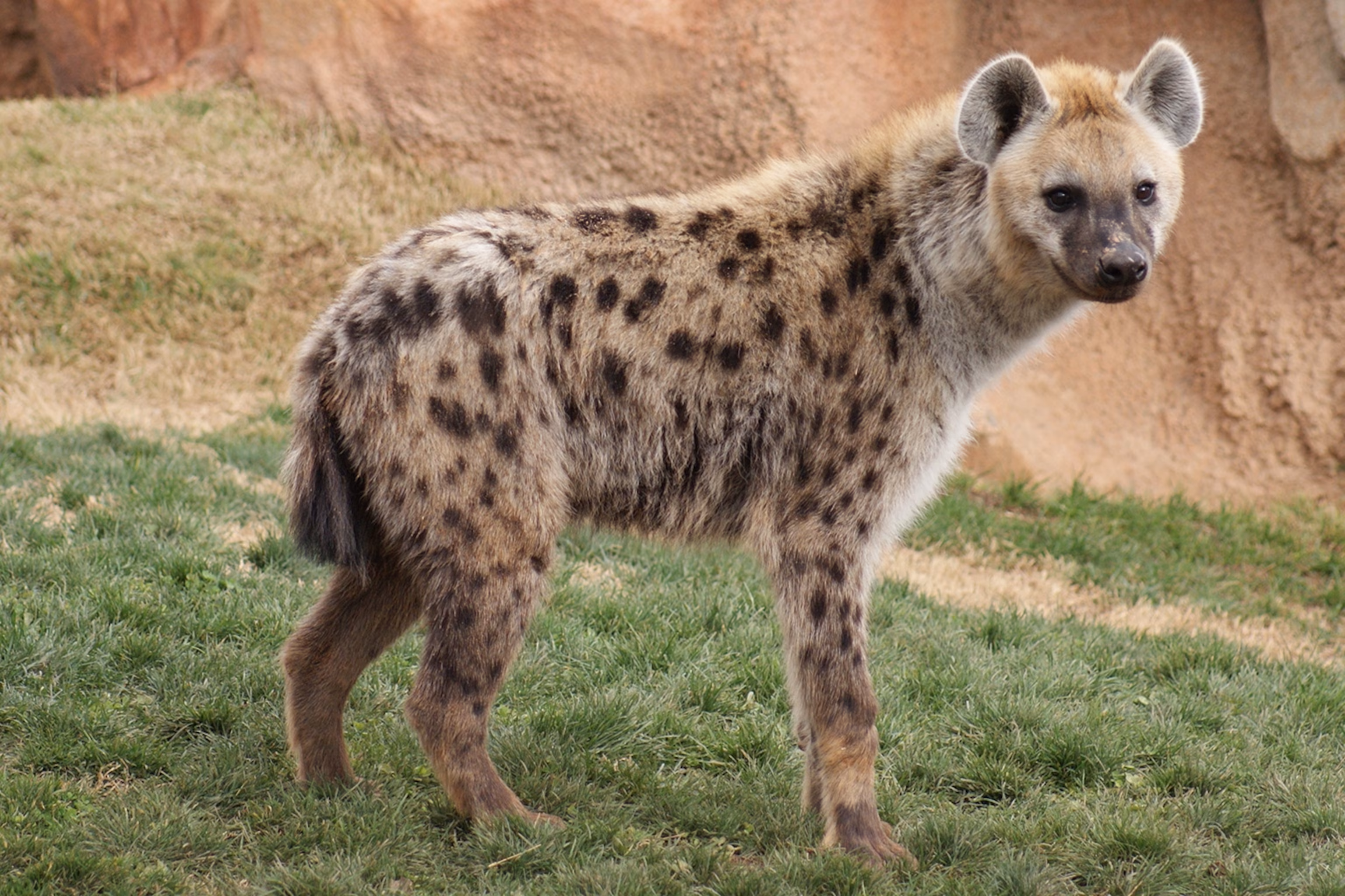Spotted Hyena