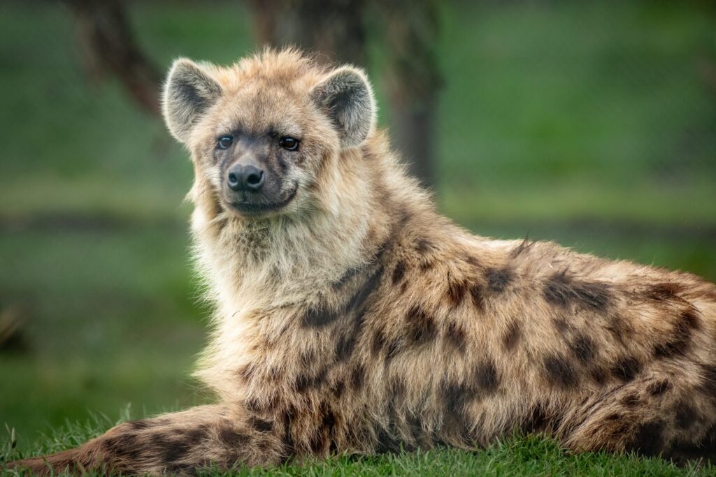 Spotted Hyena