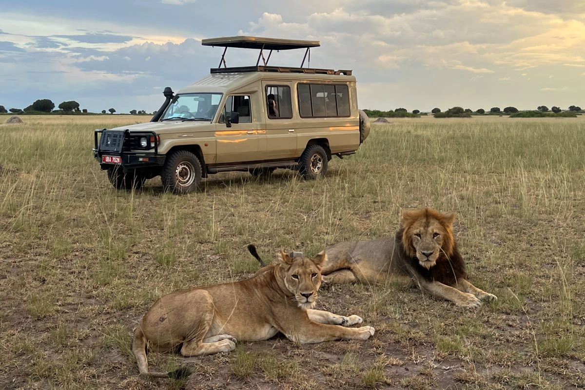 Uganda Budget Safari vs Luxury Safari