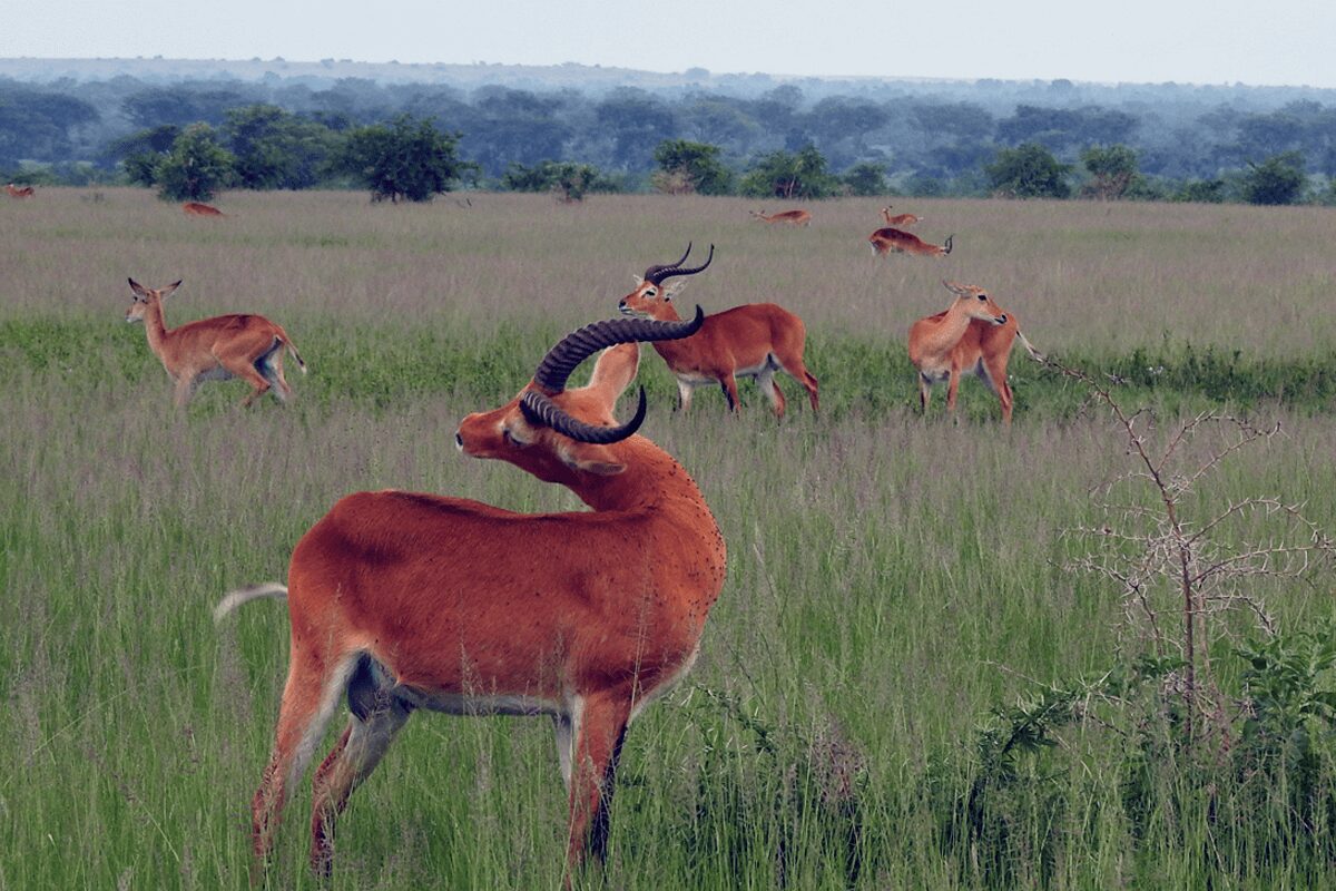 Uganda Safaris for Solo Travellers