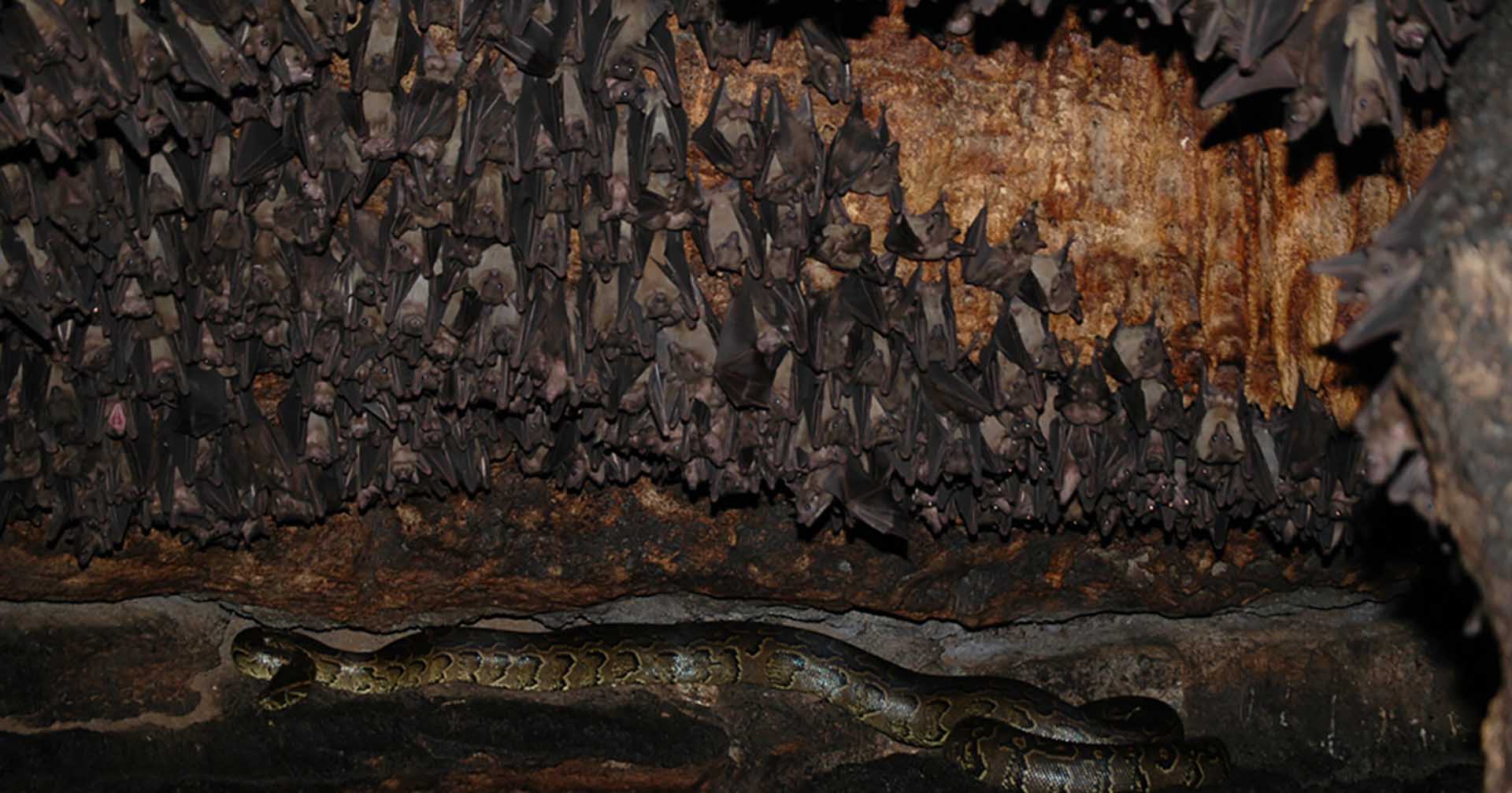 Uganda’s Bat Caves
