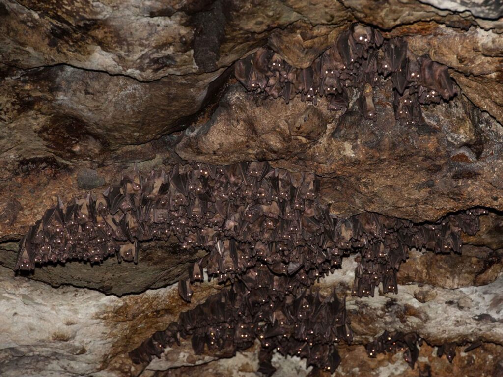 Uganda’s Bat Caves