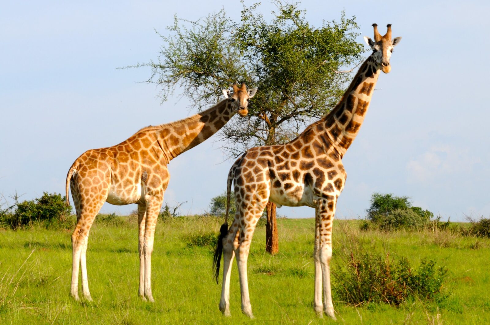 Uganda’s Giraffes