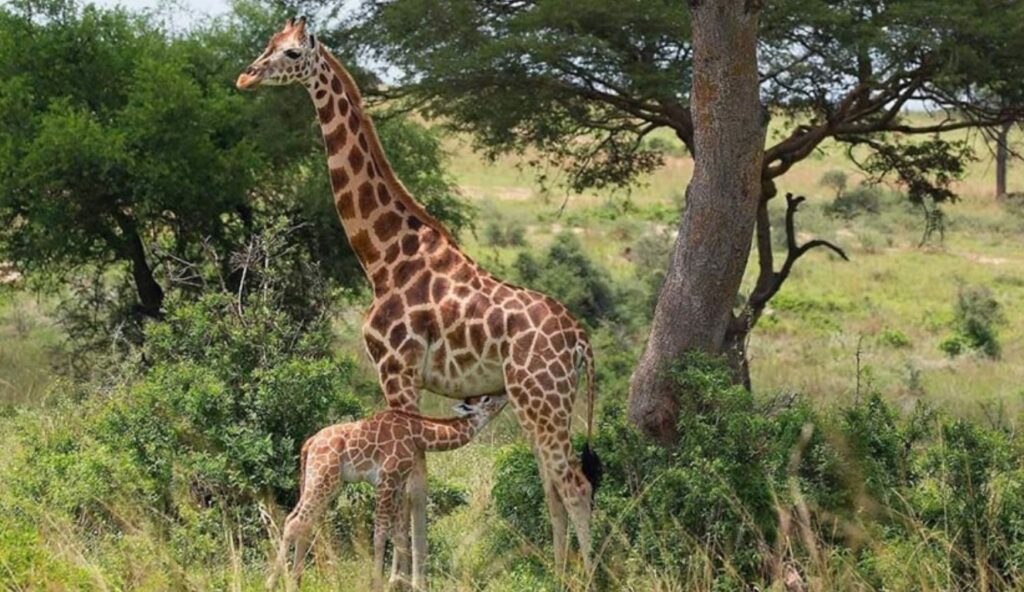 Uganda’s Giraffes