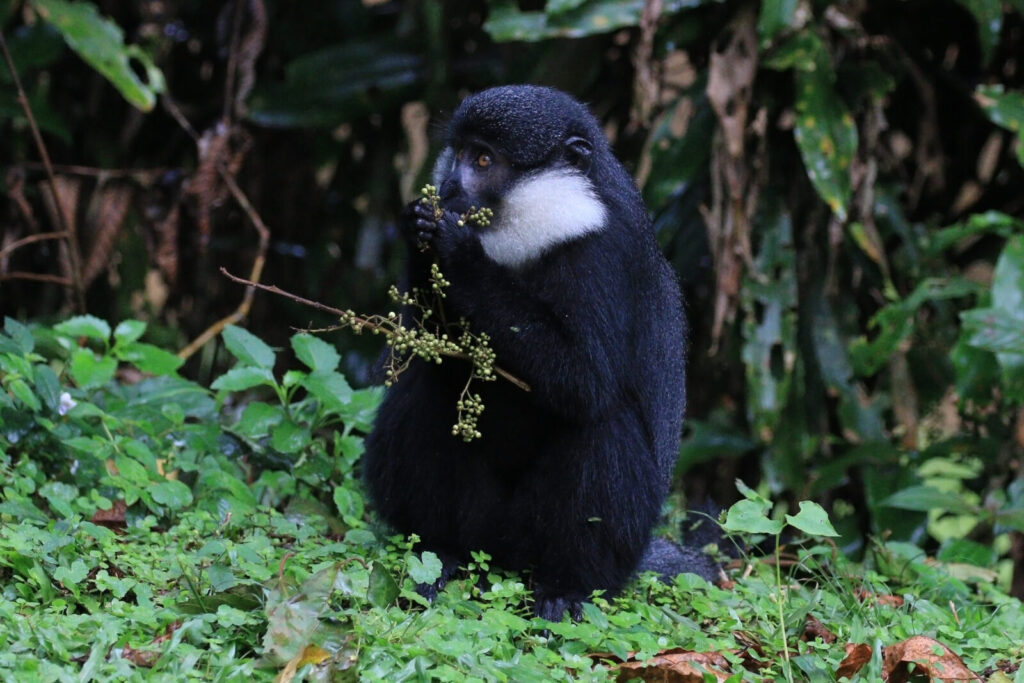 Uganda’s L’Hoest’s Monkey