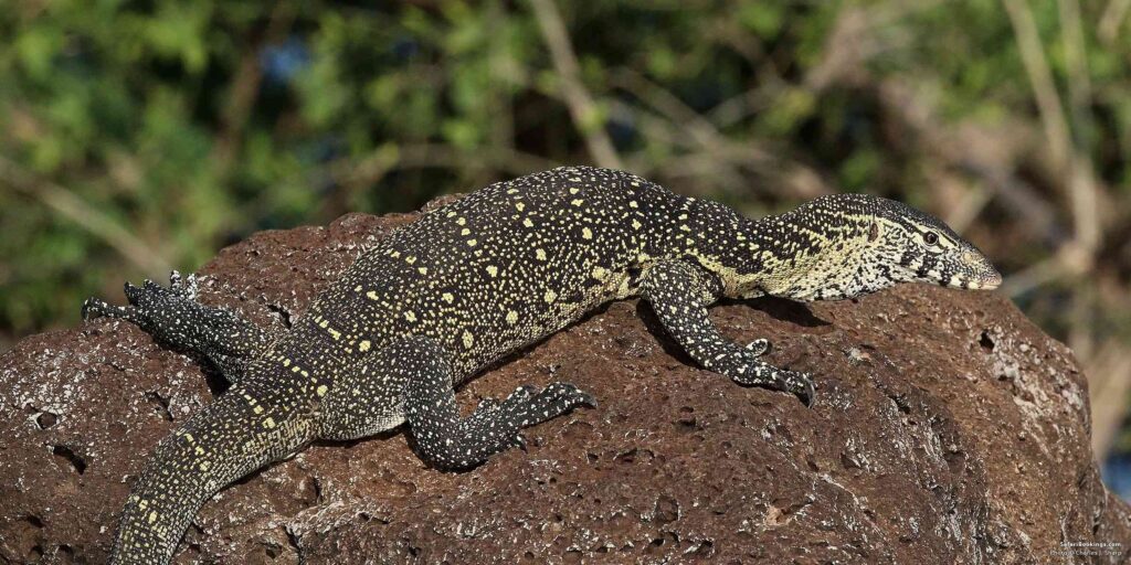 Uganda’s Monitor Lizards