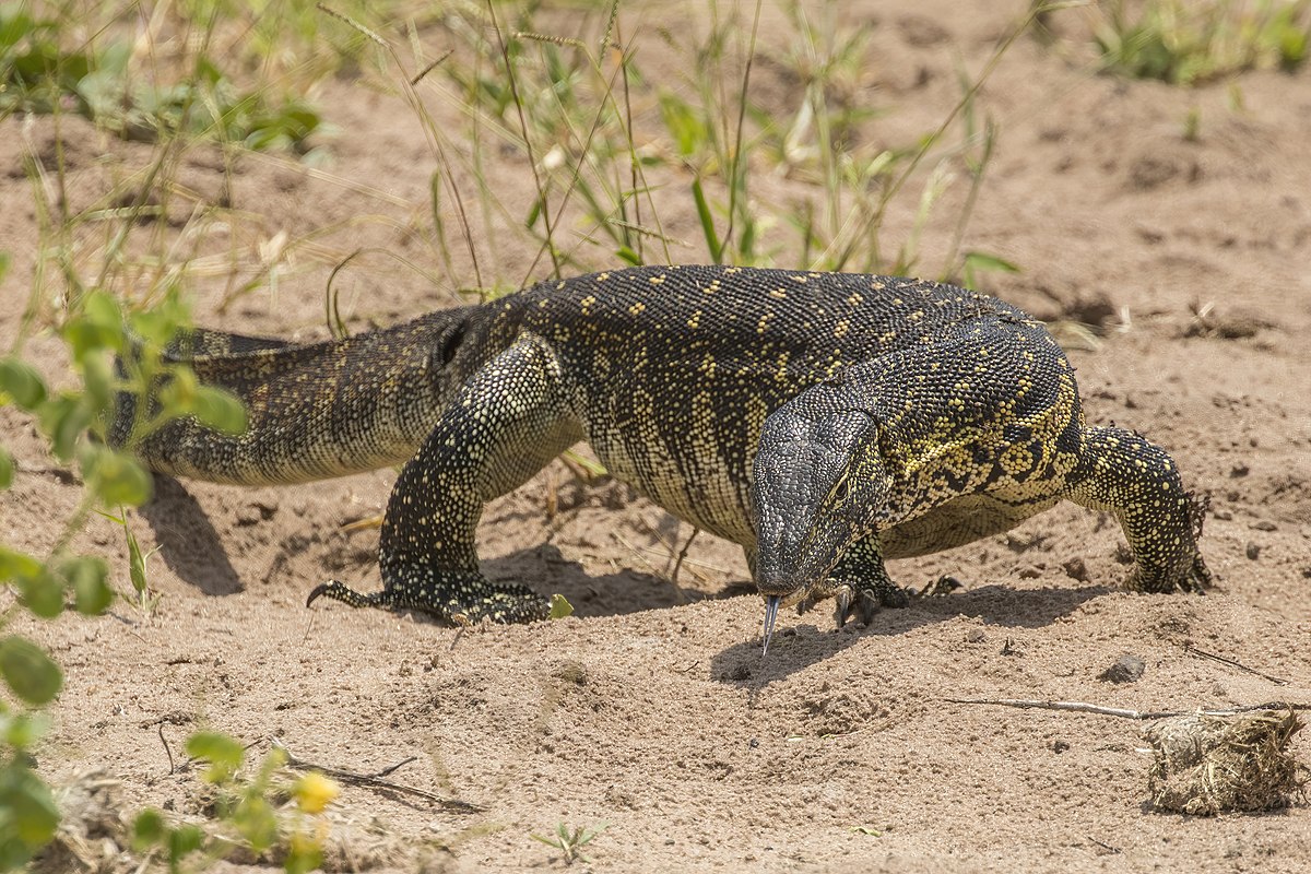 Uganda’s Monitor Lizards