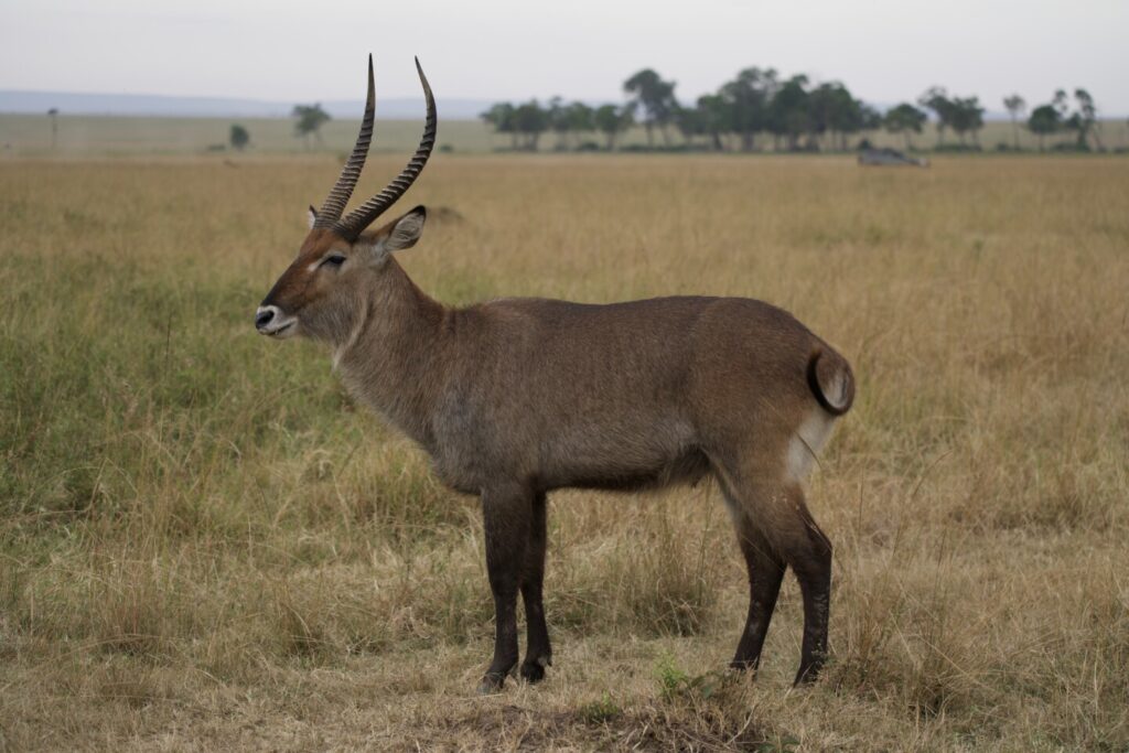 Waterbuck