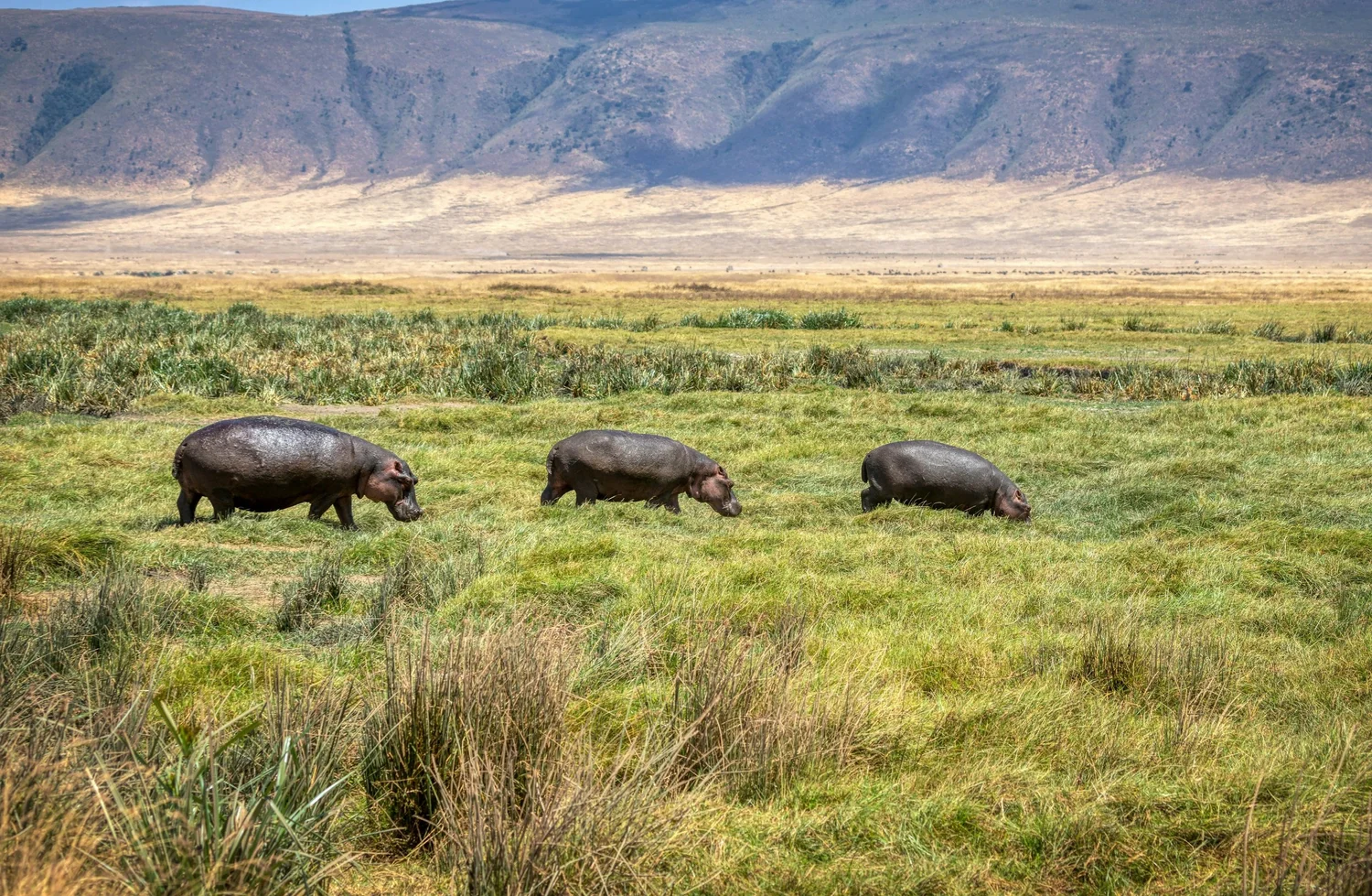 What Animals Live in the Ngorongoro Crater?