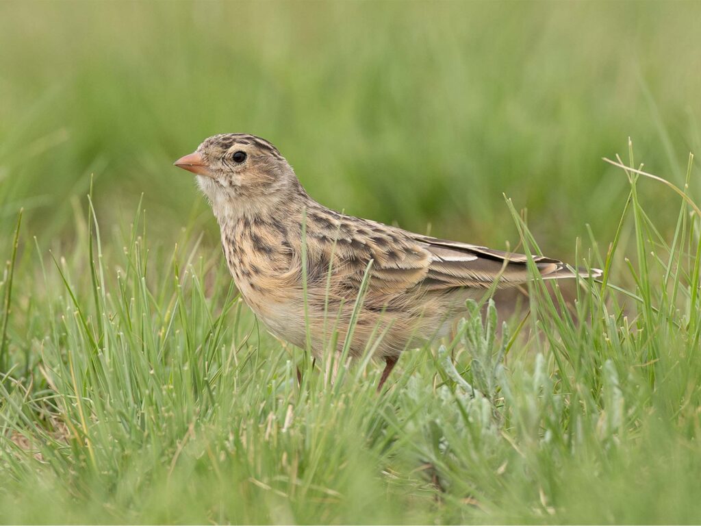 Africa’s Most Endangered Birds