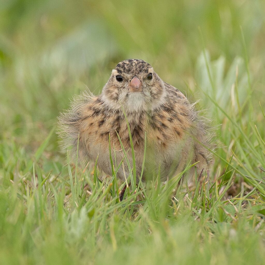 Africa’s Most Endangered Birds