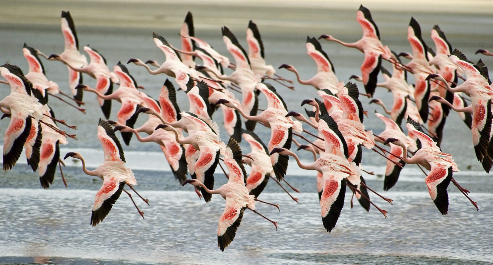 Bird Migration in East Africa