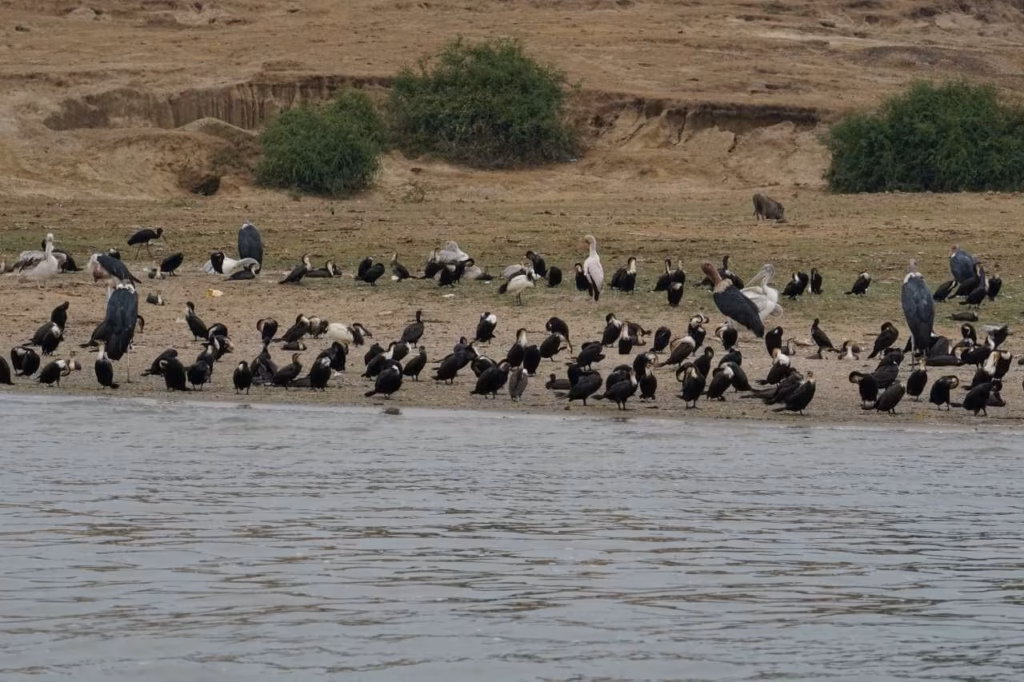 Bird Migration in East Africa
