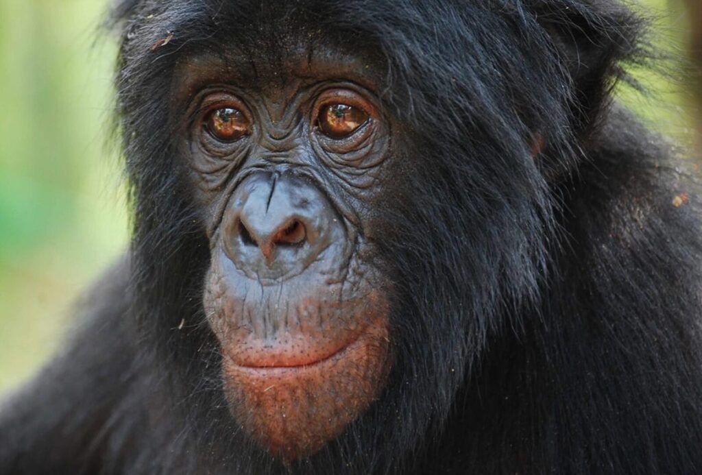 Bonobo