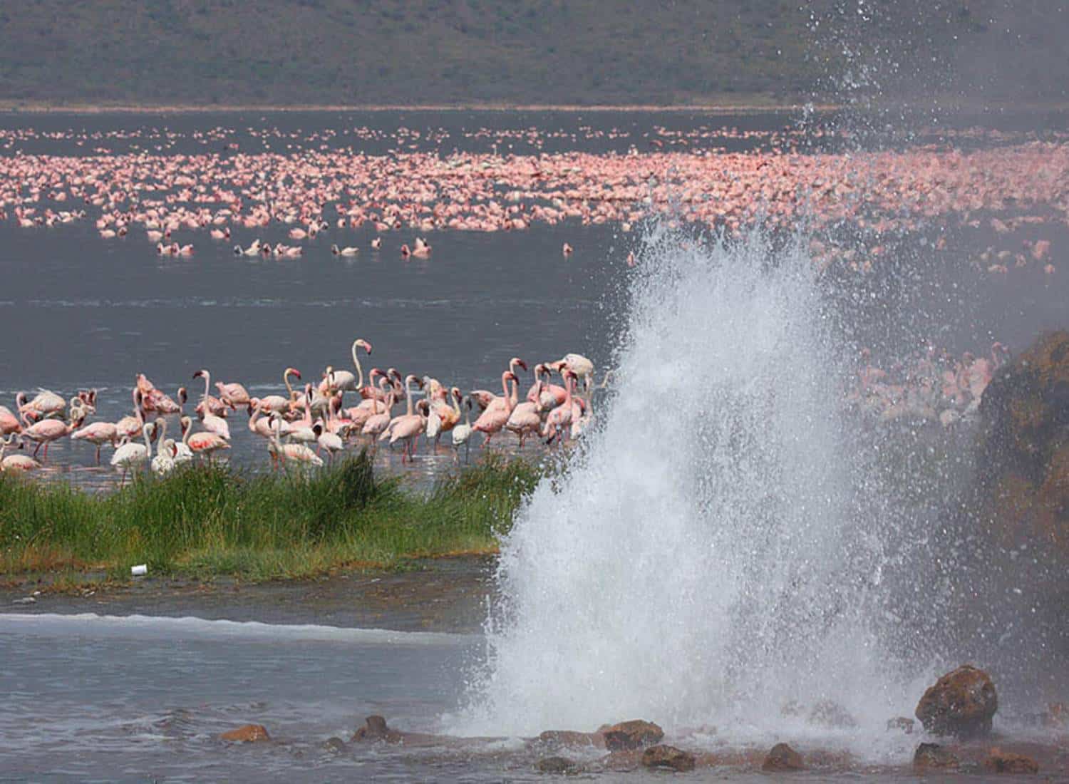 Flamingo Migration to Lake Bogoria