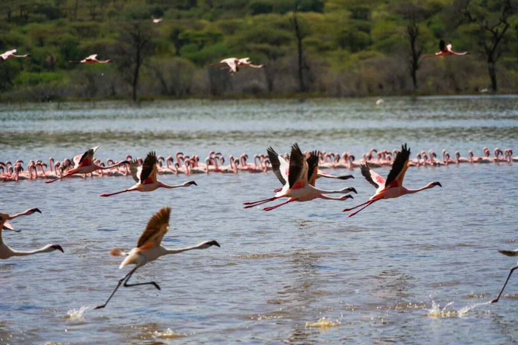 Flamingo Migration to Lake Bogoria