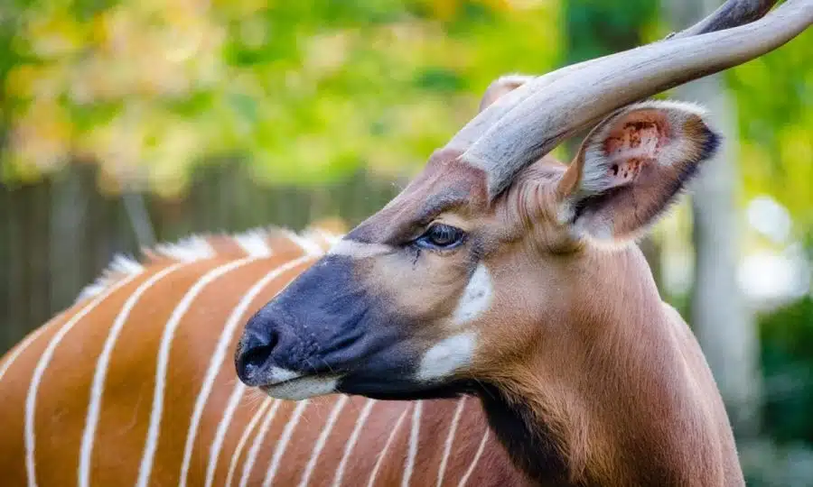 Mountain Bongo