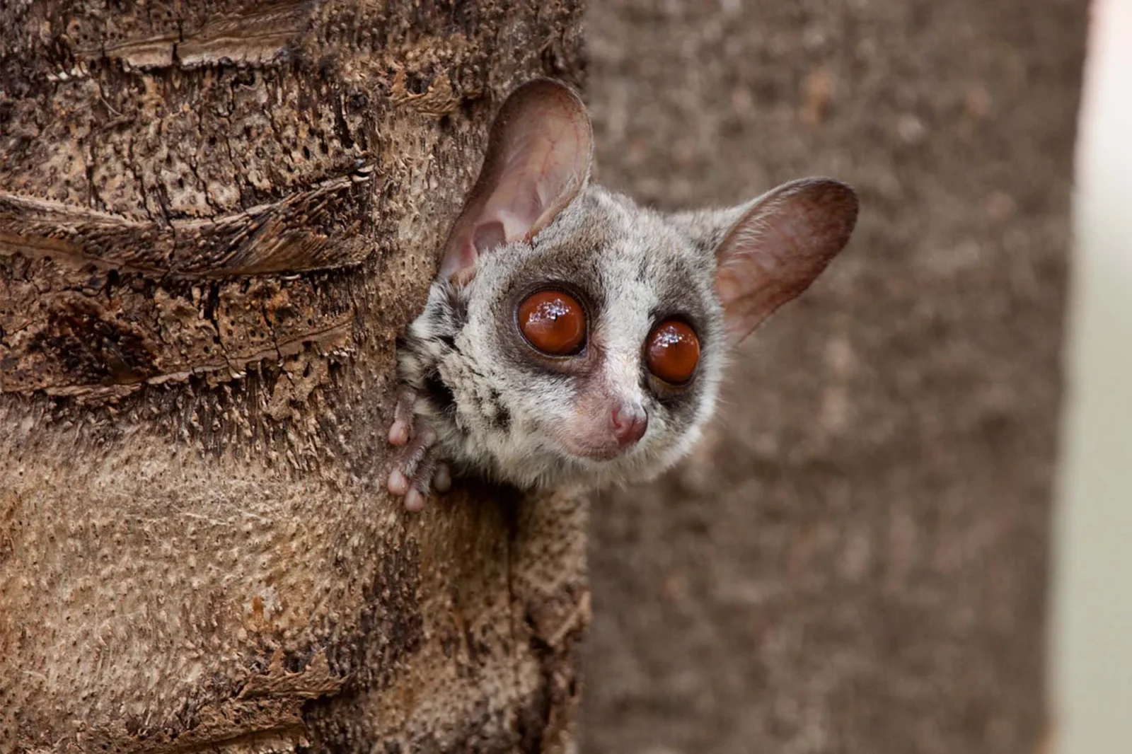 Nocturnal Animals in Uganda