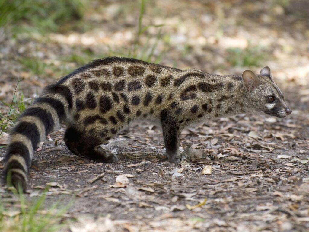 Nocturnal Animals in Uganda