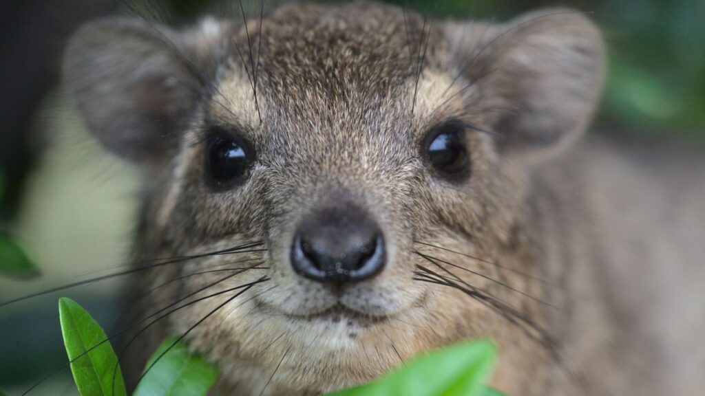 Tree Hyrax