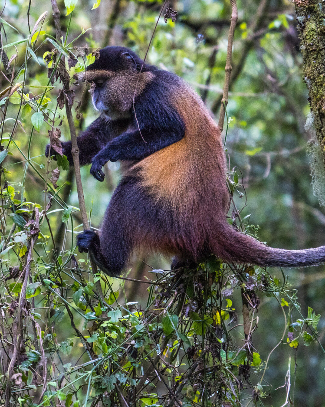 51239451207_e75b0abf7f_h