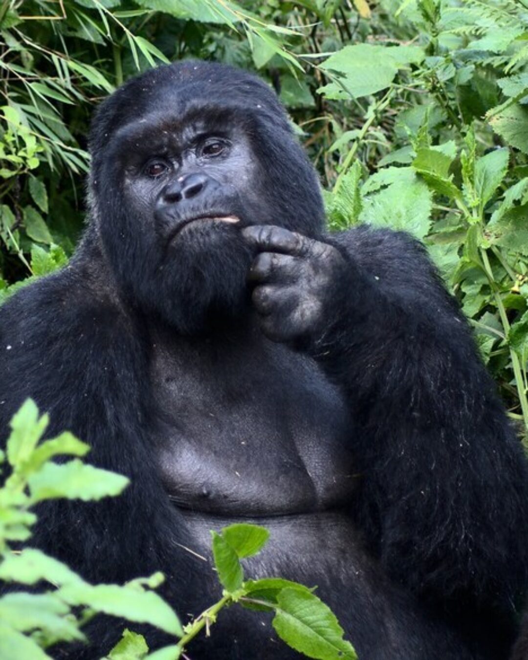 Bwindi Impenetrable National Park2