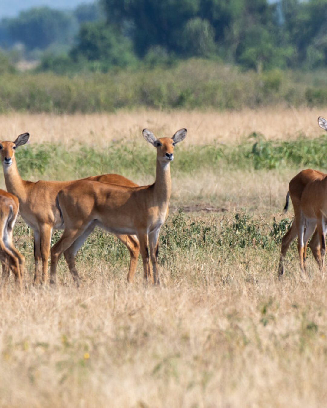Bwindi, Kibale & Queen Elizabeth NP Tour