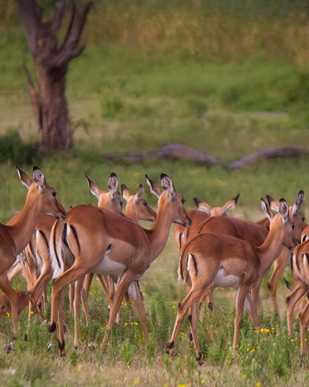 Crescent Island & Lake Naivasha2