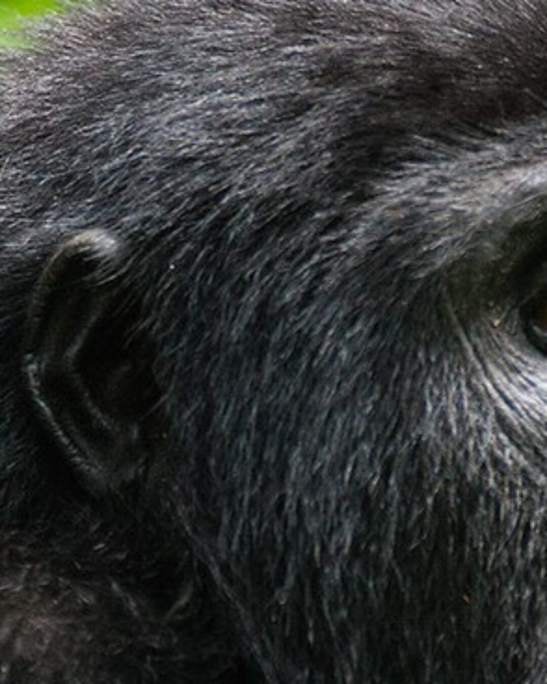 Great Rift Valley Primates_files