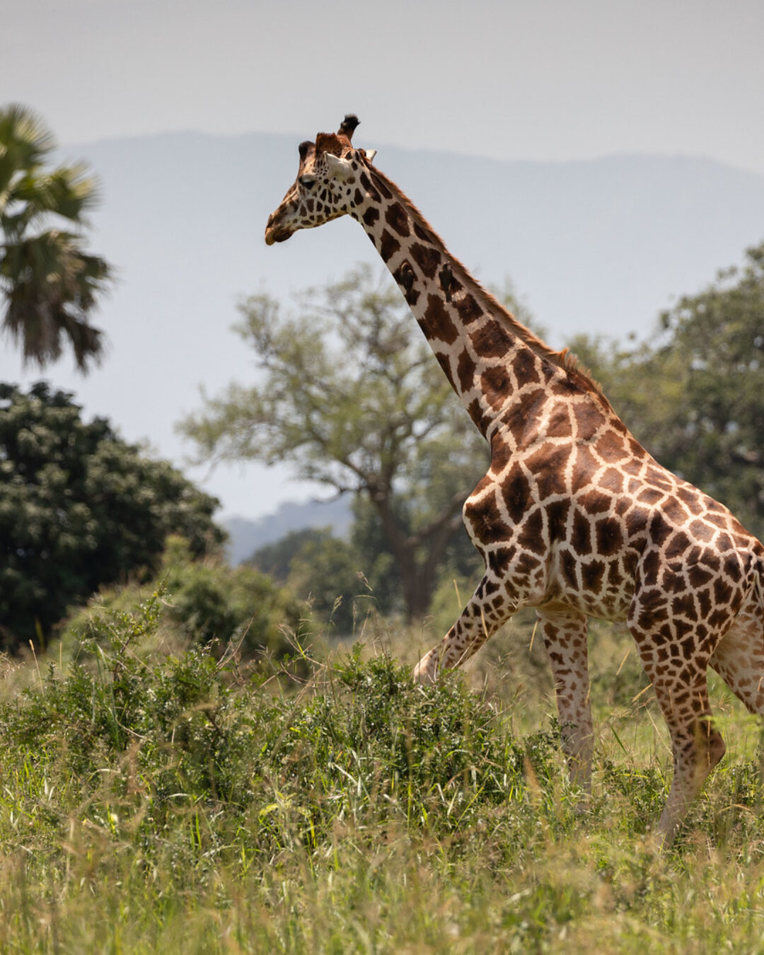 Kidepo Valley National Park
