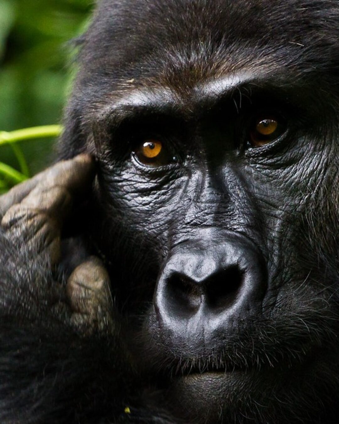 Kigali-Bwindi Gorilla Safari_files2